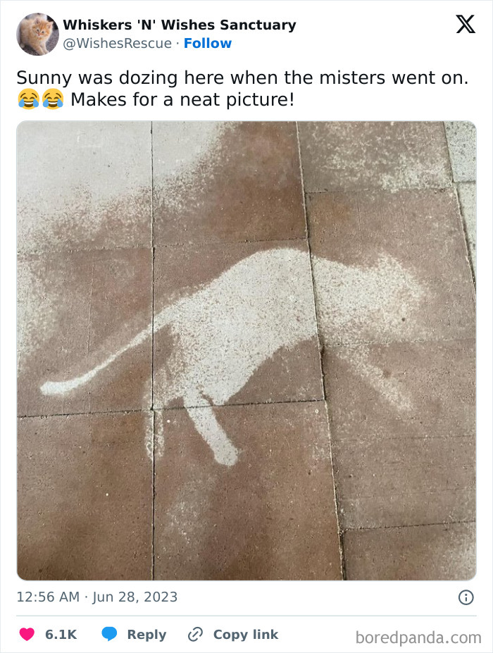 Silly-Cats-Catbraincell