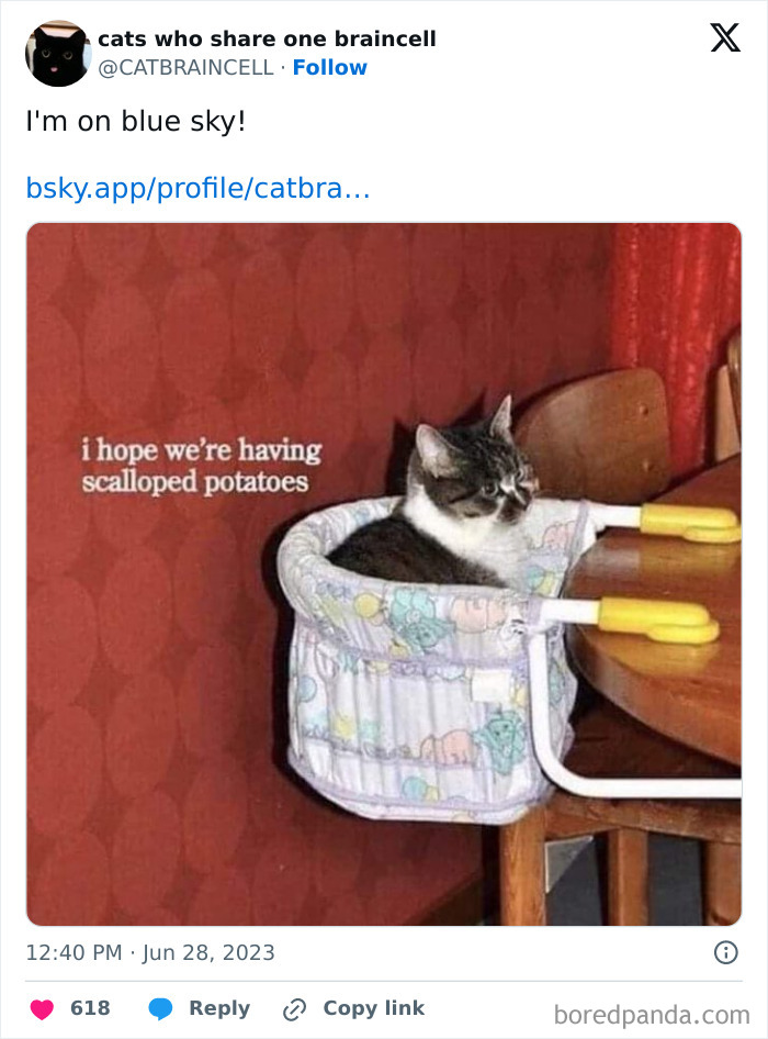 Silly-Cats-Catbraincell