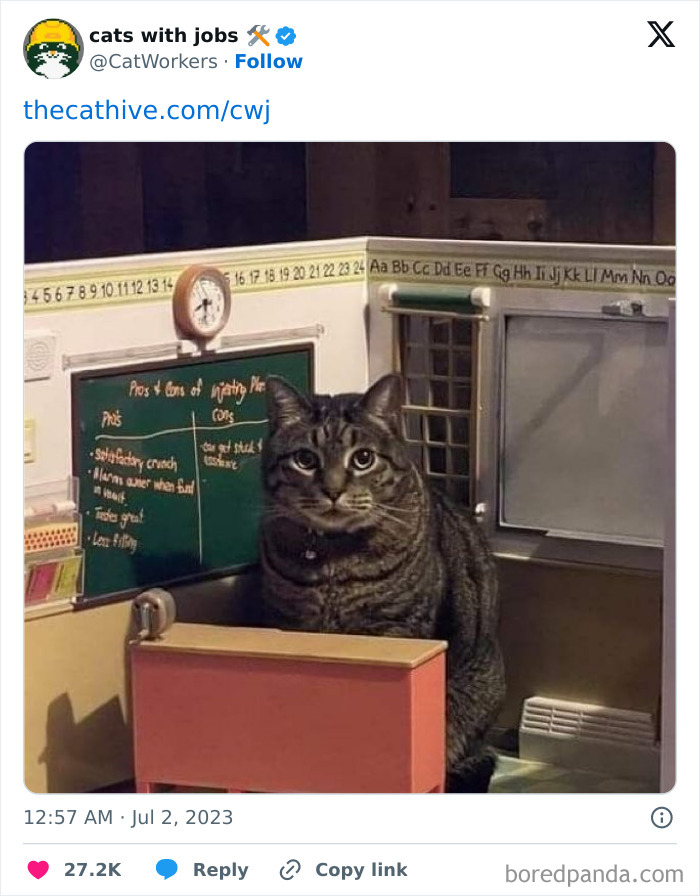 Silly-Cats-Catbraincell