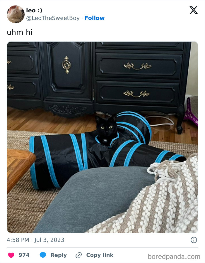 Silly-Cats-Catbraincell