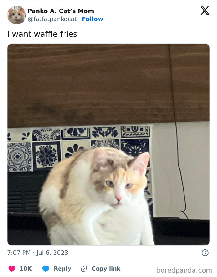 Silly-Cats-Catbraincell