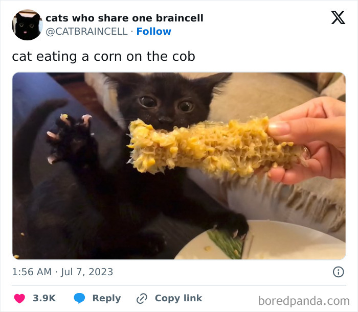 Silly-Cats-Catbraincell