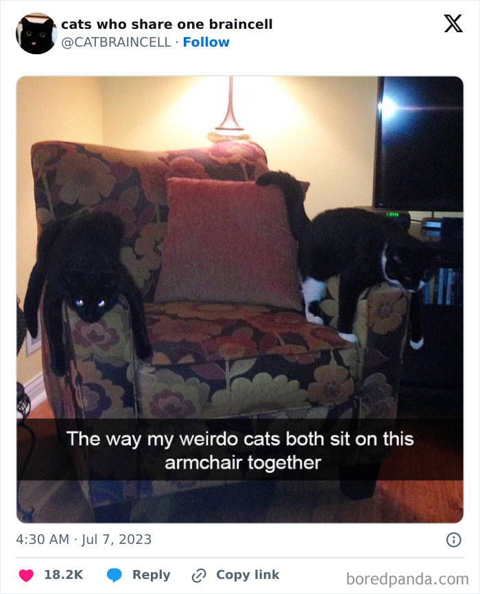 Silly-Cats-Catbraincell