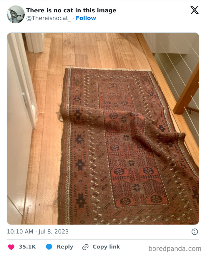 "Cats Who Share One Braincell": 50 Cats That Don't Seem Very Smart (New Pics)