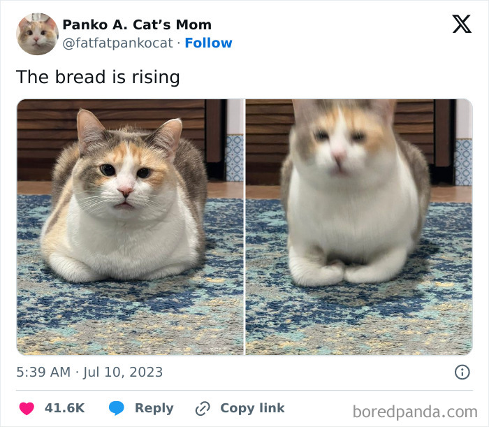 Silly-Cats-Catbraincell