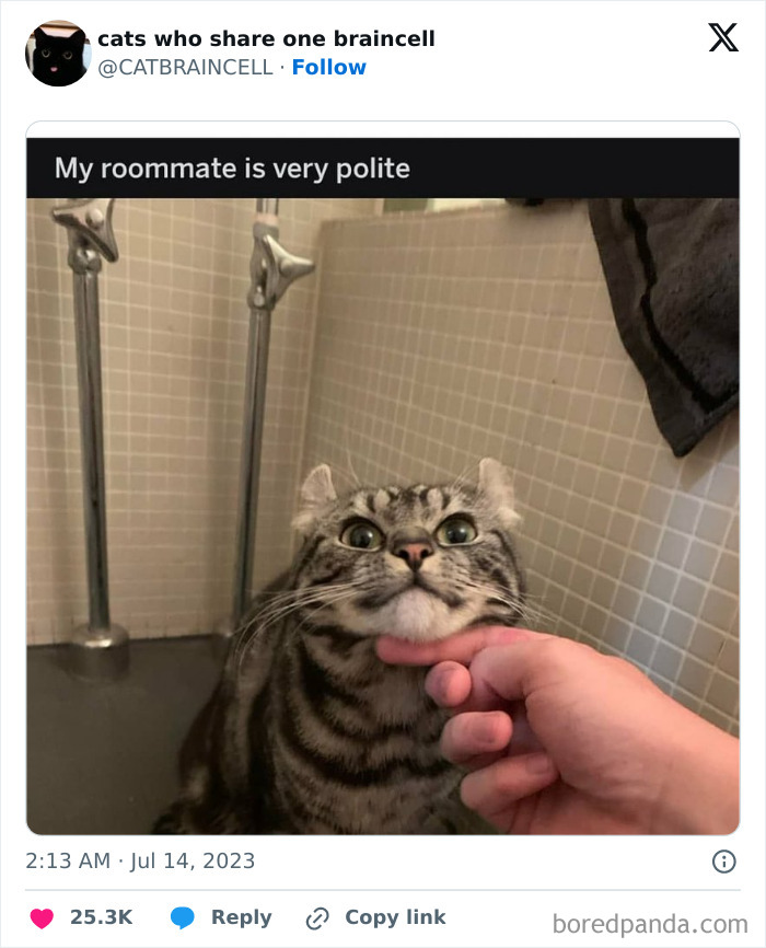 Silly-Cats-Catbraincell