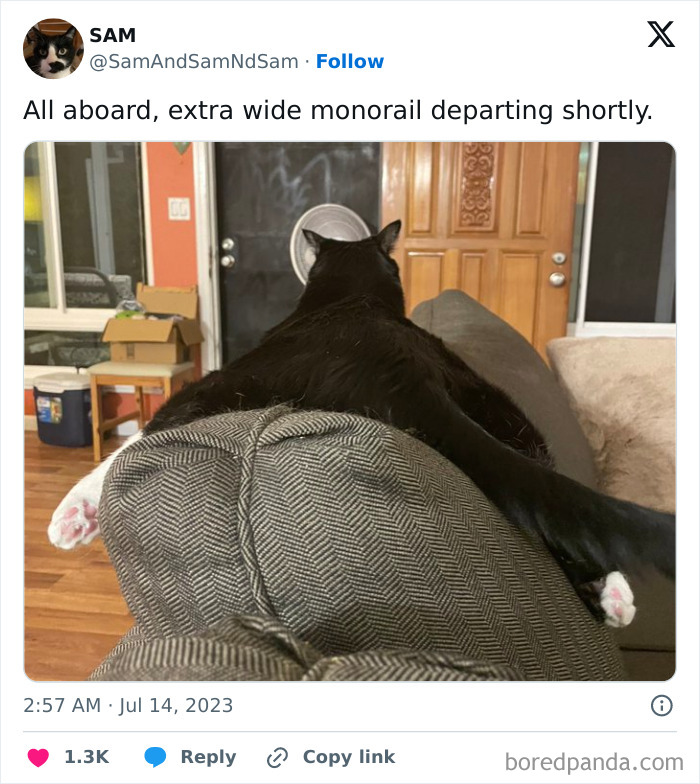 Silly-Cats-Catbraincell