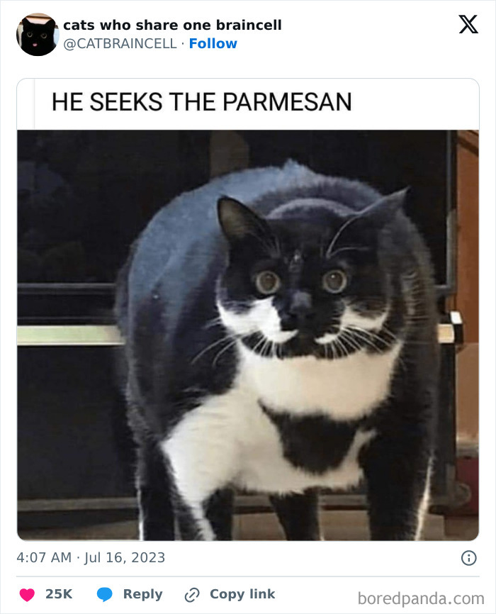 Silly-Cats-Catbraincell