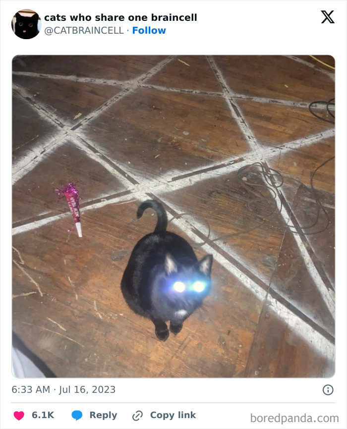 Silly-Cats-Catbraincell