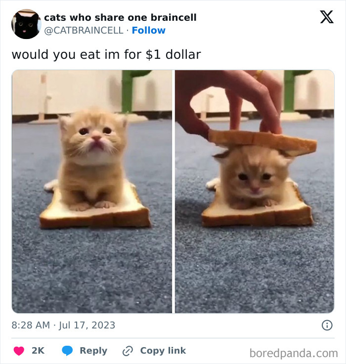 Silly-Cats-Catbraincell