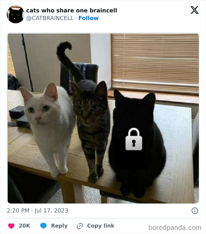 "Cats Who Share One Braincell": 50 Cats That Don't Seem Very Smart (New Pics)