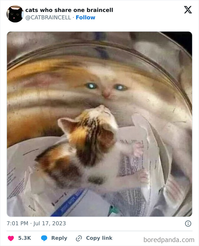 "Cats Who Share One Braincell": 50 Cats That Don't Seem Very Smart (New Pics)