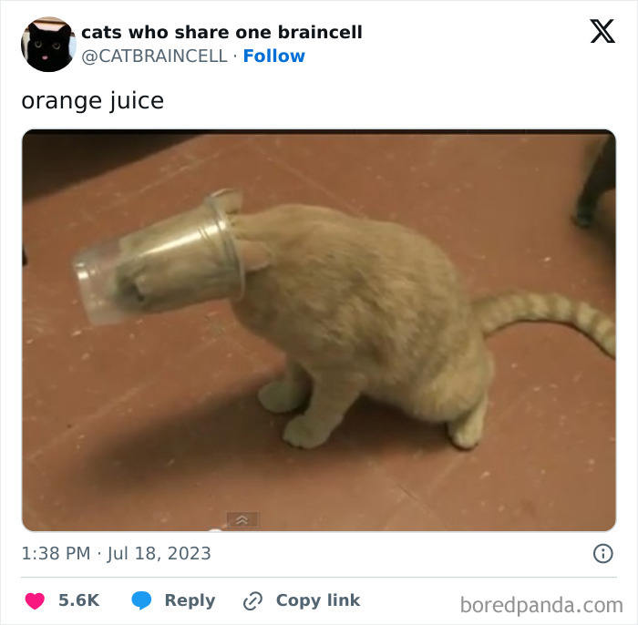 Silly-Cats-Catbraincell