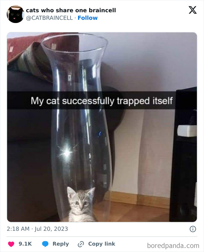 Silly-Cats-Catbraincell