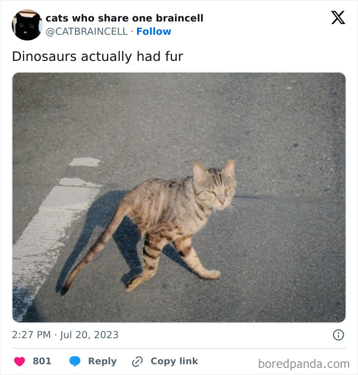 Silly-Cats-Catbraincell