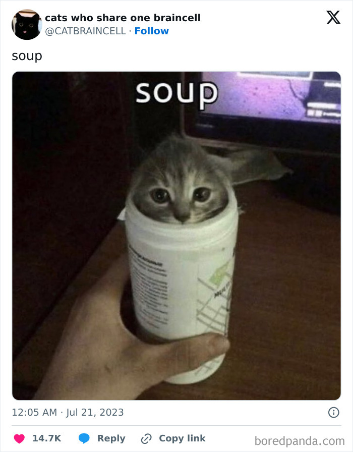 Silly-Cats-Catbraincell