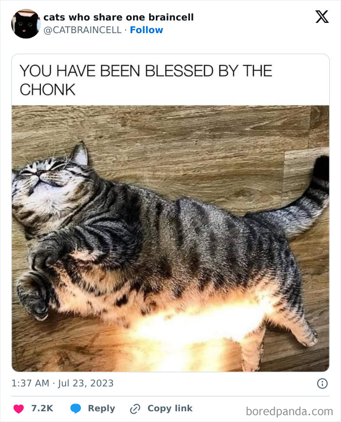 Silly-Cats-Catbraincell