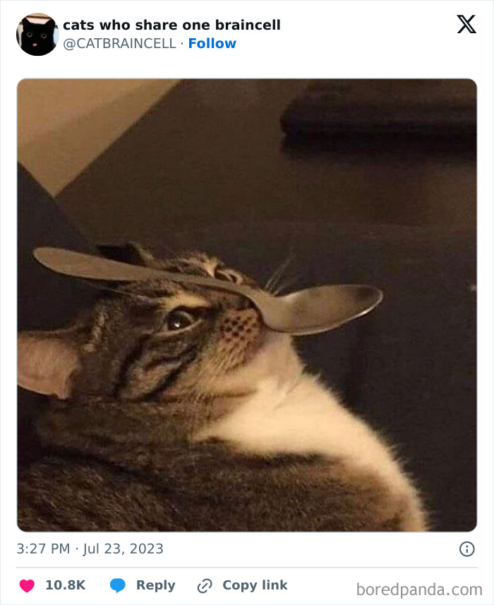 "Cats Who Share One Braincell": 50 Cats That Don't Seem Very Smart (New Pics)