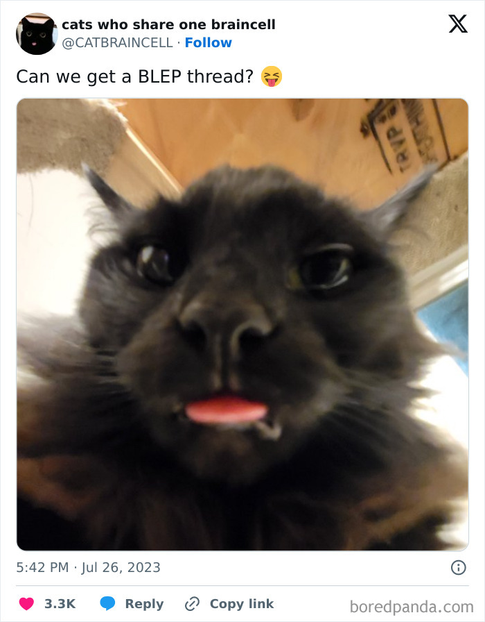 Silly-Cats-Catbraincell