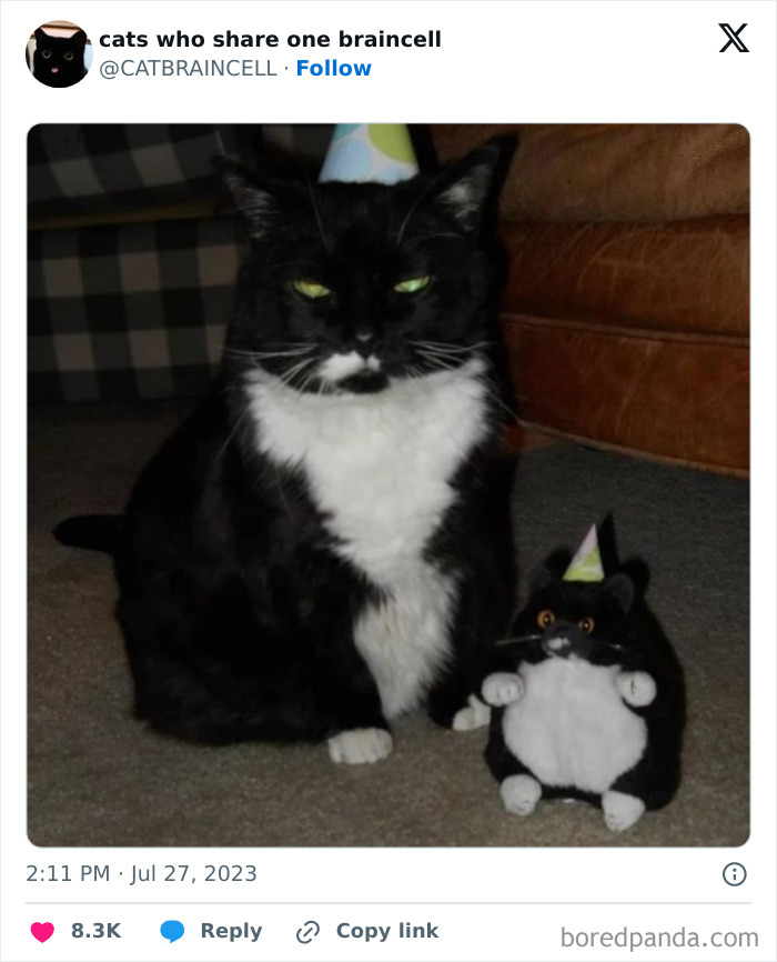 "Cats Who Share One Braincell": 50 Cats That Don't Seem Very Smart (New Pics)