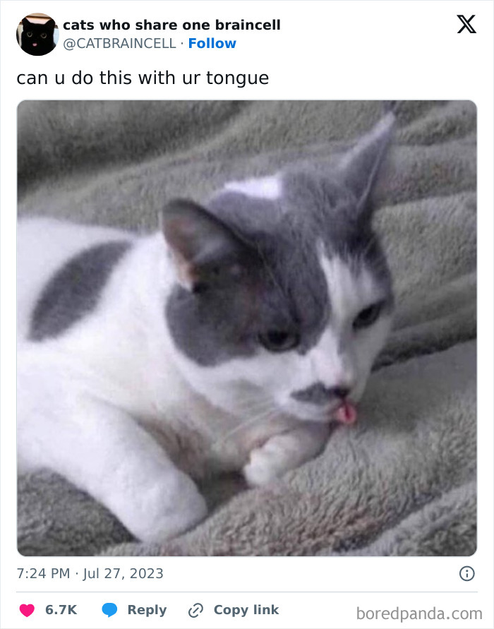 Silly-Cats-Catbraincell