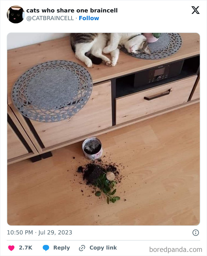 "Cats Who Share One Braincell": 50 Cats That Don't Seem Very Smart (New Pics)