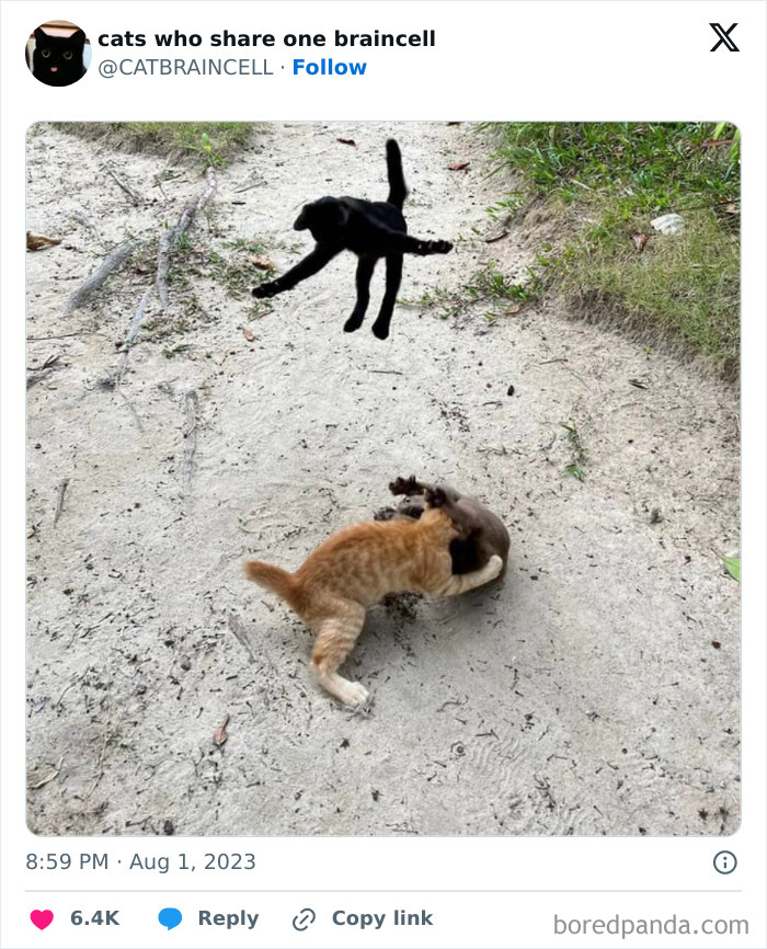 "Cats Who Share One Braincell": 50 Cats That Don't Seem Very Smart (New Pics)