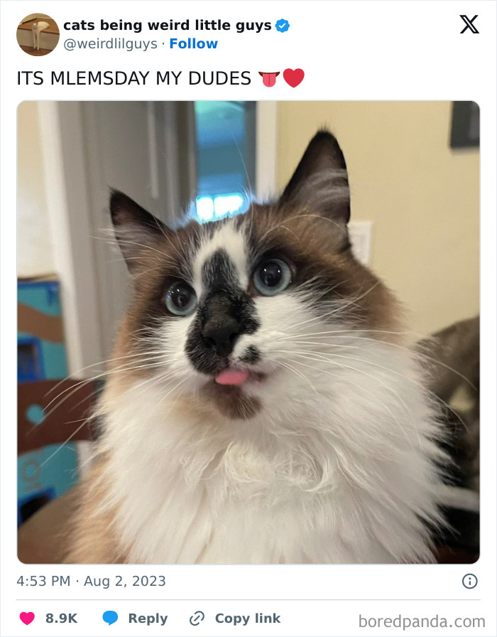 Silly-Cats-Catbraincell