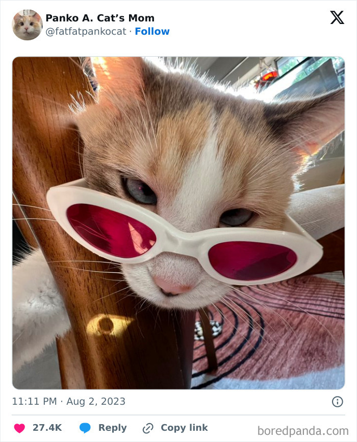 Silly-Cats-Catbraincell