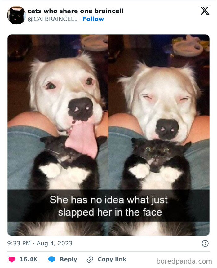 Silly-Cats-Catbraincell