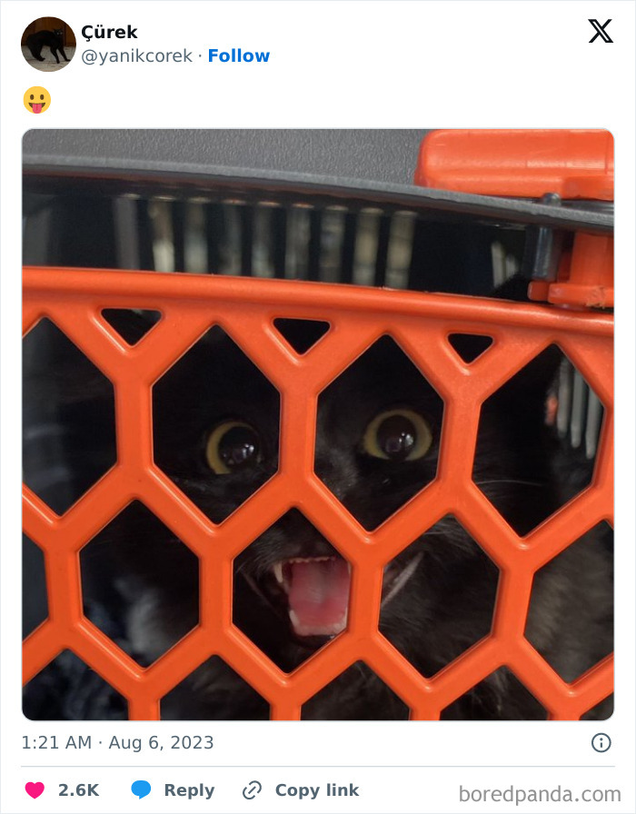 "Cats Who Share One Braincell": 50 Cats That Don't Seem Very Smart (New Pics)