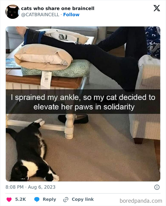 Silly-Cats-Catbraincell