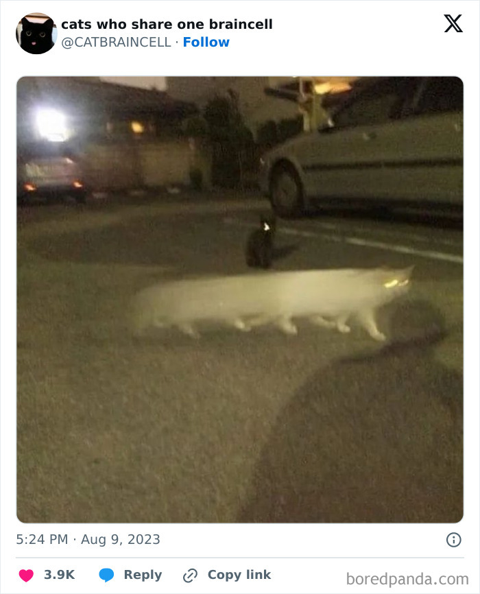 "Cats Who Share One Braincell": 50 Cats That Don't Seem Very Smart (New Pics)