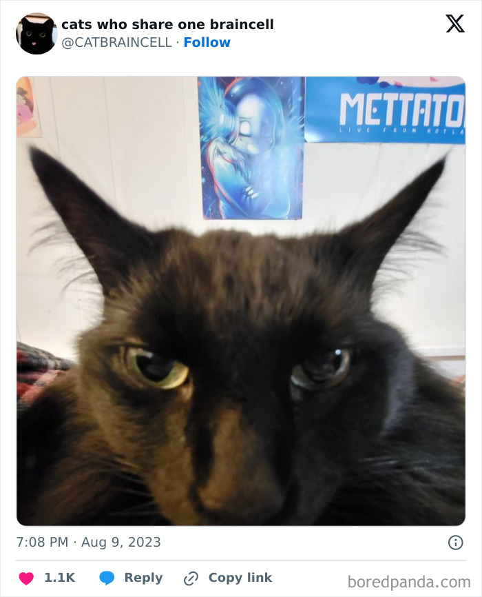 Silly-Cats-Catbraincell