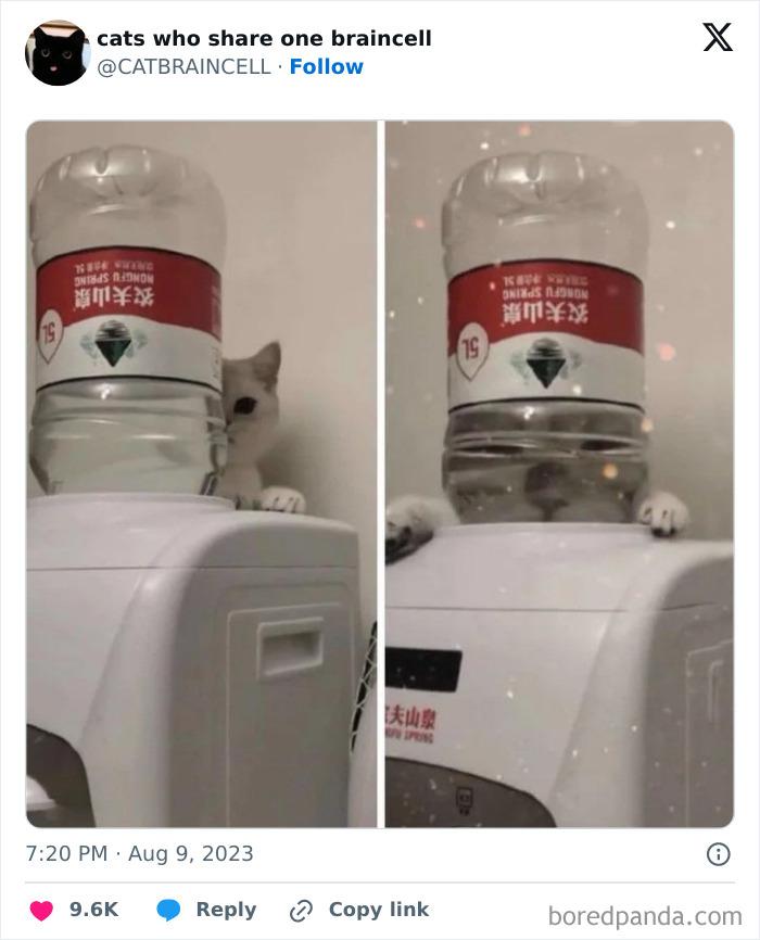 "Cats Who Share One Braincell": 50 Cats That Don't Seem Very Smart (New Pics)