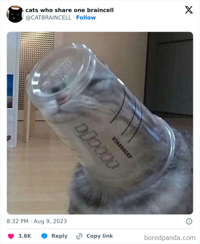 "Cats Who Share One Braincell": 50 Cats That Don't Seem Very Smart (New Pics)