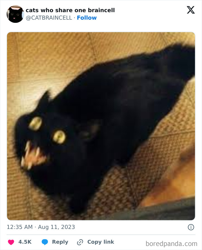 Silly-Cats-Catbraincell