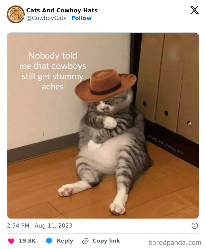 Silly-Cats-Catbraincell