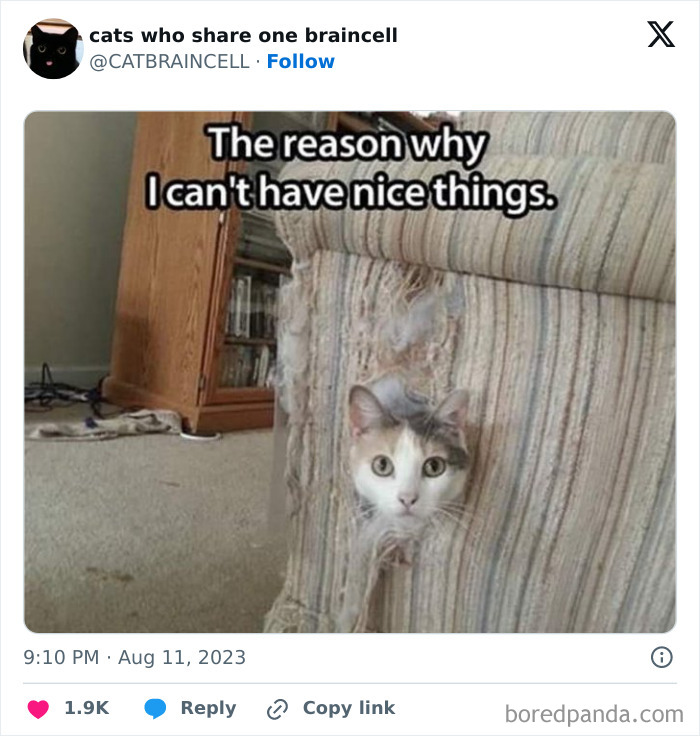 Silly-Cats-Catbraincell