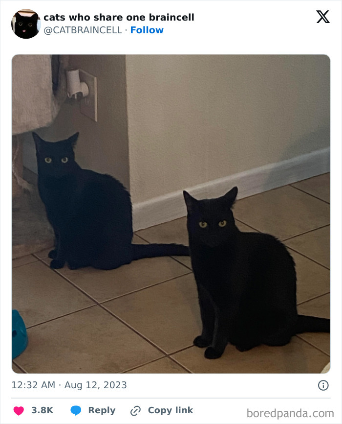 "Cats Who Share One Braincell": 50 Cats That Don't Seem Very Smart (New Pics)