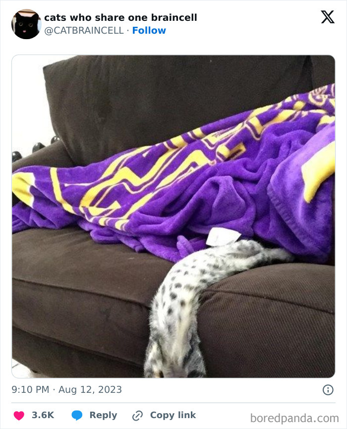 "Cats Who Share One Braincell": 50 Cats That Don't Seem Very Smart (New Pics)