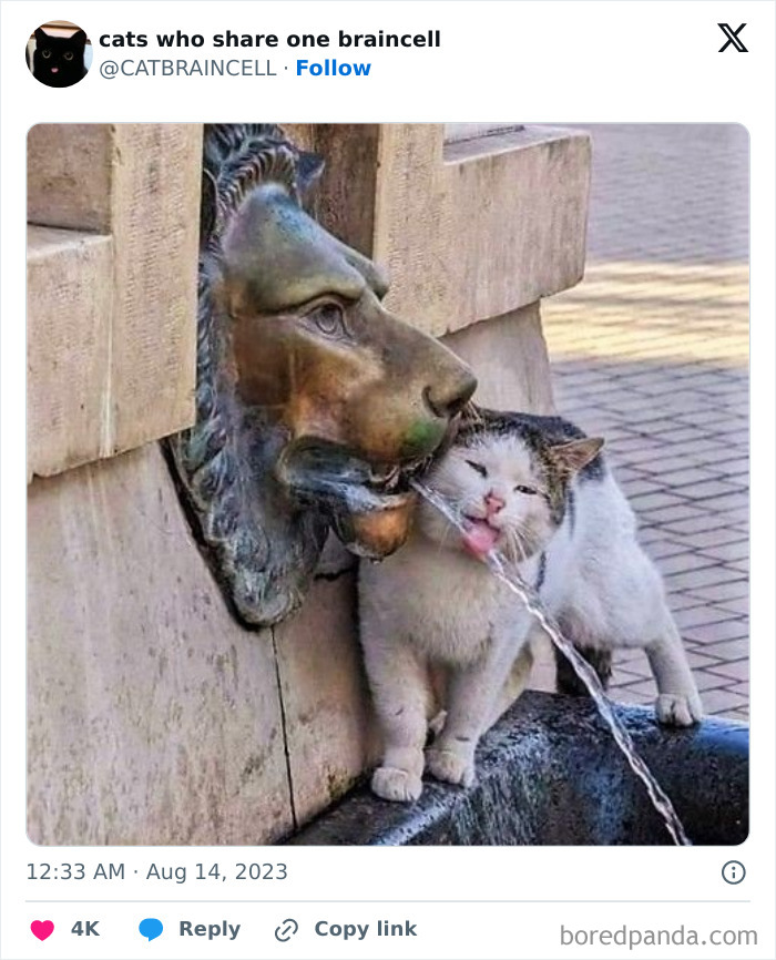 "Cats Who Share One Braincell": 50 Cats That Don't Seem Very Smart (New Pics)