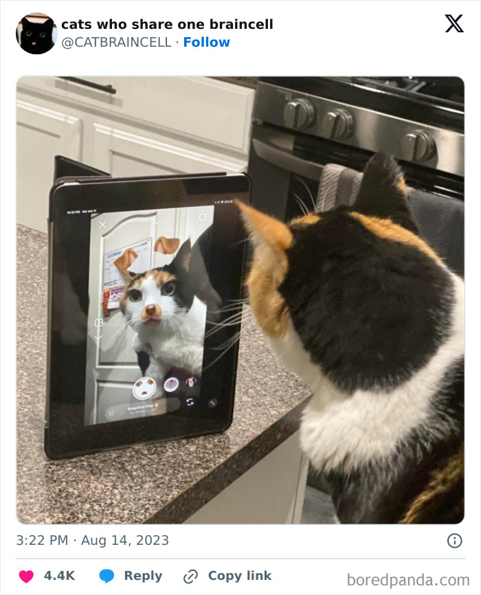 "Cats Who Share One Braincell": 50 Cats That Don't Seem Very Smart (New Pics)