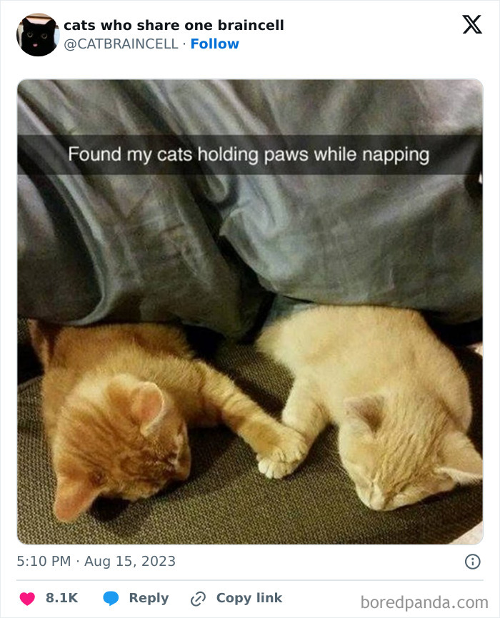 Silly-Cats-Catbraincell