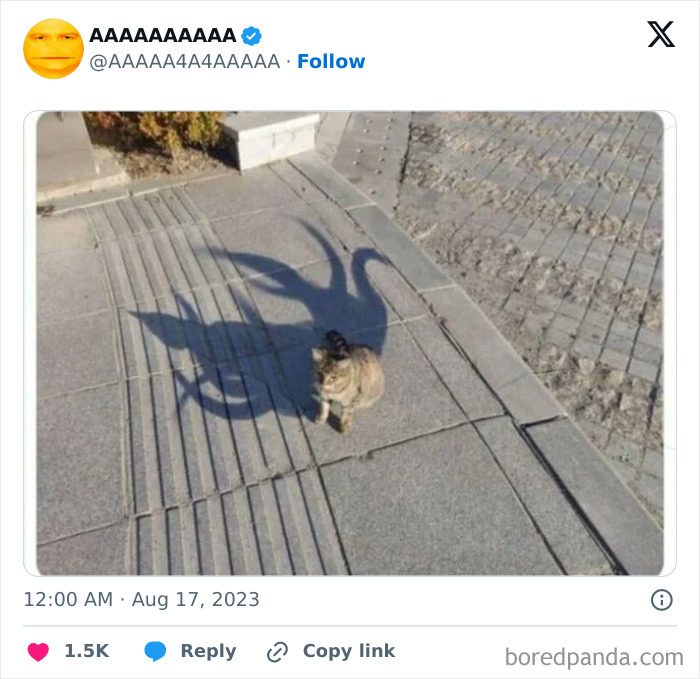 Cat sitting on pavement casting a cursed meme shadow resembling a creature with horns.