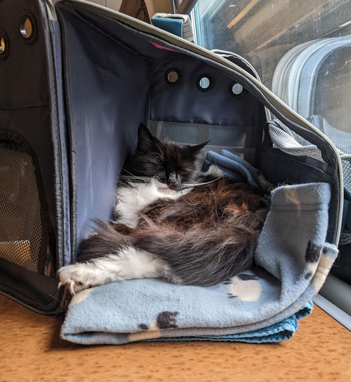 Women Demand Younger Passenger Give Up Her Seat, Regret It After Conductor Gets Involved Women Demand Younger Passenger Give Up Her Seat, Regret It After Conductor Gets Involved