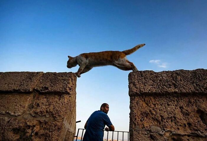 I Collected The Best Cat Photographs From This Street Photographers Account (47 Pics)