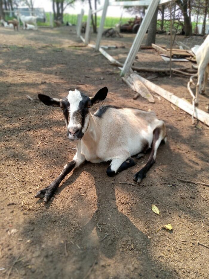Rescue Goats And Sheep Living Their Best Life (37 Pics)