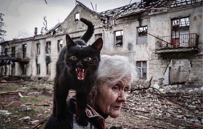 I Collected The Best Cat Photographs From This Street Photographers Account (47 Pics)