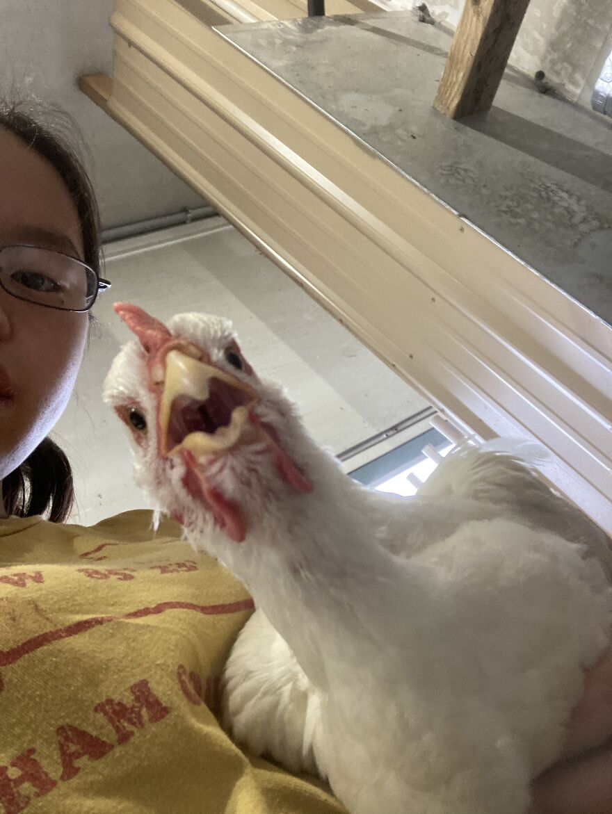 Crazy Chicken Poses Caught On Camera